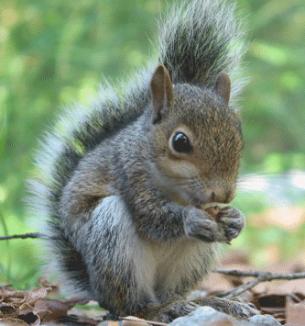 Misiune îndeplinită: veveriţa ce face orice pentru alune (VIDEO)
